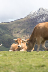 Picos de Europa (Asturias)