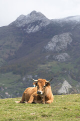 Picos de Europa (Asturias)