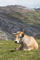 Picos de Europa (Asturias)