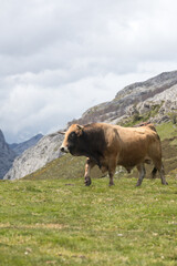 Picos de Europa (Asturias)