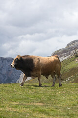 Picos de Europa (Asturias)