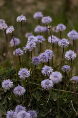 Picos de Europa (Asturias)