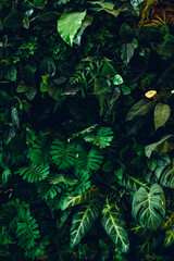 Close up group of background tropical green leaves texture and abstract background. Tropical leaf nature concept.