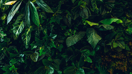 Close up group of background tropical green leaves texture and abstract background. Tropical leaf...