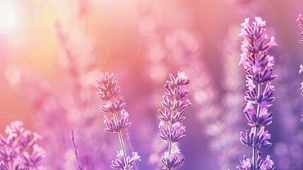 Naklejka premium Tranquil Pastel Coral and Lavender Gradient Wallpaper for Relaxing Backgrounds