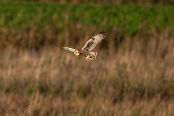 Short-Eared Owl hunting over golden brown fields in afternoon light