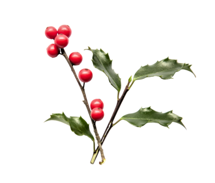 holly leaves and berries on white background (holiday christmas new year xmas x-mas red and green decor) beautiful winter evergreen plant winter berry leaf isolated cut out texture