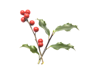 holly leaves and berries on white background (holiday christmas new year xmas x-mas red and green decor) beautiful winter evergreen plant winter berry leaf isolated cut out texture