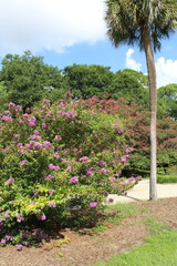 flower garden in the park