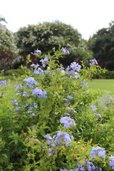 Obraz premium flowers in the garden