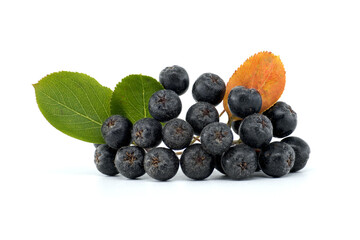Fresh black chokeberry berries with green and orange leaves isolated on white background
