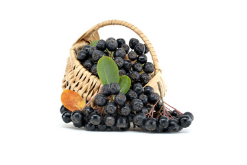 Fresh aronia melanocarpa berries overflowing from a wicker basket isolated on white