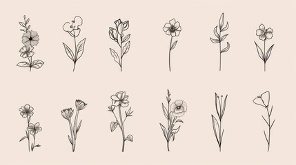Hand-drawn line art illustrations of botanical elements