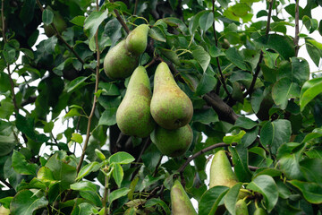 Erntezeit der Früchte im Alten Land in der Nähe von Hamburg