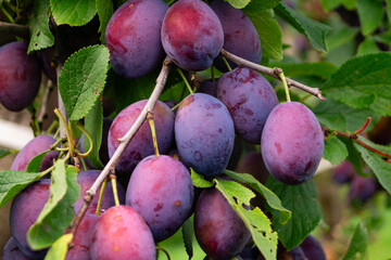 Erntezeit der Früchte im Alten Land in der Nähe von Hamburg