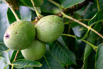 Erntezeit der Früchte im Alten Land in der Nähe von Hamburg