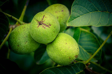 Erntezeit der Früchte im Alten Land in der Nähe von Hamburg