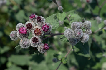 Purplish red Arctium tomentosum, woolly burdock or downy burdock flowers in a garden