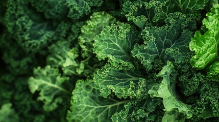 Close-up of green kale leaves with ruffled edges.