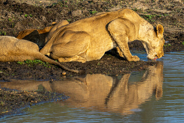 Lioness drinking from still pool with reflection in golden evening light