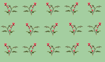 holly berries and leaves pattern on colored background (green leaf and red berry) holiday christmas...