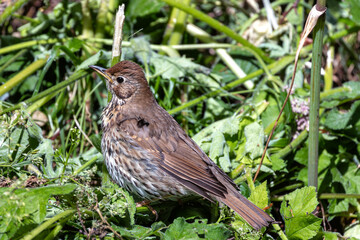 Song Thrush (Turdus philomelos) - Commonly found in woodlands and parks