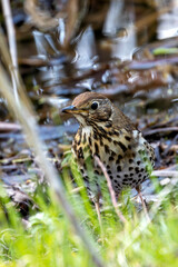 Song Thrush (Turdus philomelos) - Commonly found in woodlands and parks