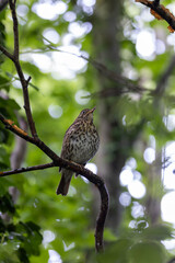 Song Thrush (Turdus philomelos) - Commonly found in woodlands and parks