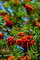 Obraz premium Bright Colourful Red Berries On A Tree