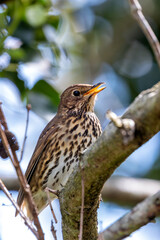 Song Thrush (Turdus philomelos) - Commonly found in woodlands and parks