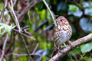 Song Thrush (Turdus philomelos) - Commonly found in woodlands and parks