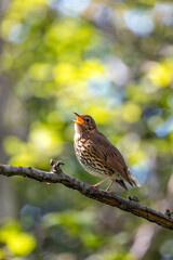 Song Thrush (Turdus philomelos) - Commonly found in woodlands and parks