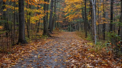 A winding path through a forest in autumn, with fallen leaves scattered on the ground. The trees are a mix of green and gold.