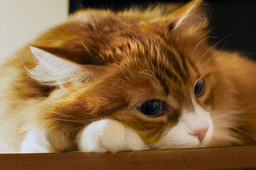 Ginger cat resting head on paws on wooden surface, close-up