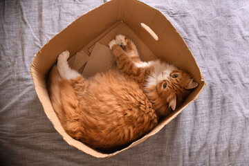 Red cat lies in a cardboard box, top view