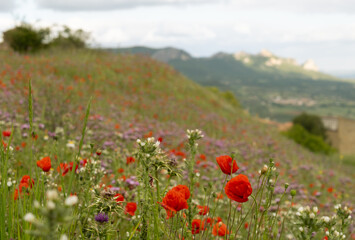 field of poppies in the mountains