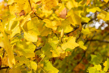 Bright yellow autumn leaves on a branch