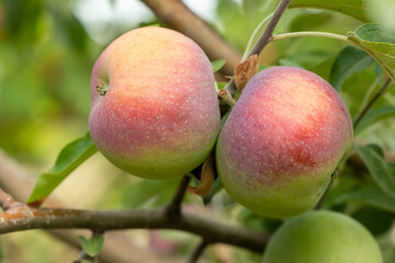 Two red ripe apples on a branch of an apple tree in the garden