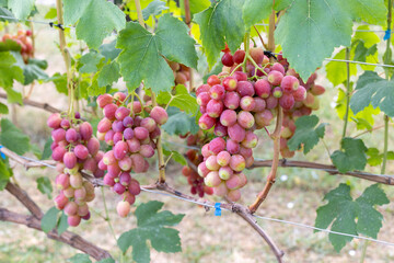 Clusters of pink grapes on vines