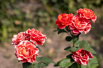 A group of red roses with white stripes on the flowers