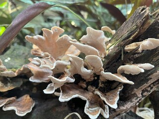 Fungus Woods Mushroom growing on a dead tree.