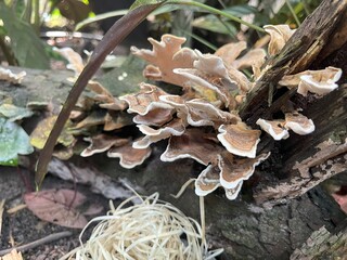 Fungus Woods Mushroom growing on a dead tree.