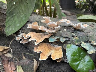 Fungus Woods Mushroom growing on a dead tree.