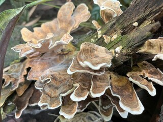 Fungus Woods Mushroom growing on a dead tree.