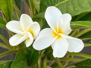 frangipani plumeria flower