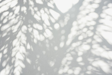 Obraz premium The shadow of the sun shining through the wood