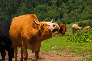 A brown cow moos at the camera in a high mountain pasture on a sunny day. Cow disturbance