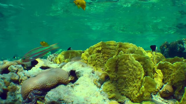 The colony of Bladed Fire Coral (Millepora complanata) on the upper edge of a coral reef in the flickering sunlight.