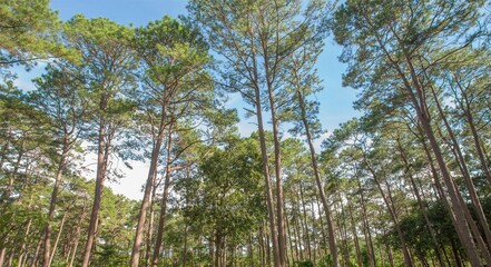 Giant trees in the forest