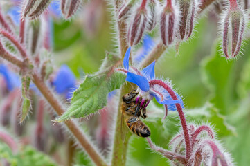 Bumblebees and honey bees pollination borage flowers, starflower